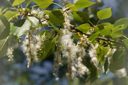 Как быстрорастущие деревья могут преобразить ваш дачный участок