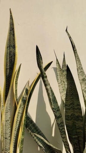 Разрушая мифы: истинный уход за комнатными растениями