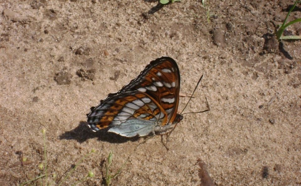 Ленточник тополевый: редкий гость в садах, который не причинит вреда