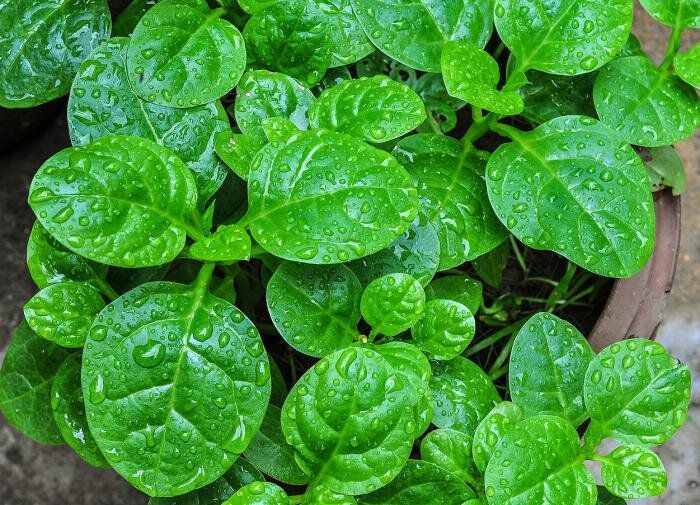 Что сажать рядом со шпинатом: идеальные компаньоны для вашего сада