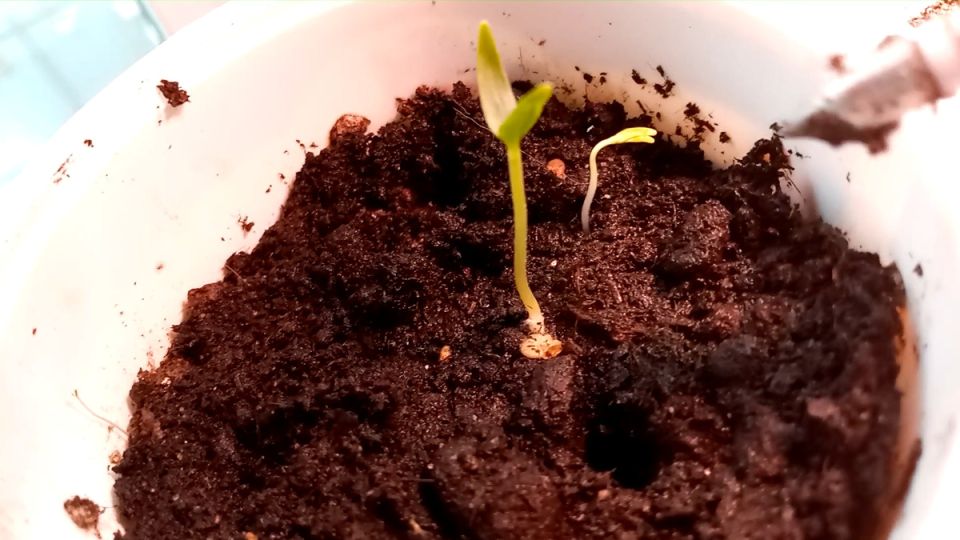 Как семена перца становятся настоящими героями дачного эксперимента