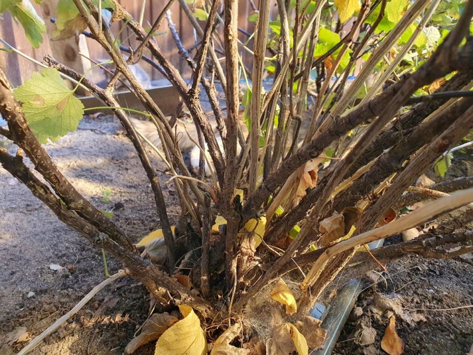 Секреты успешного ухода за смородиной в августе