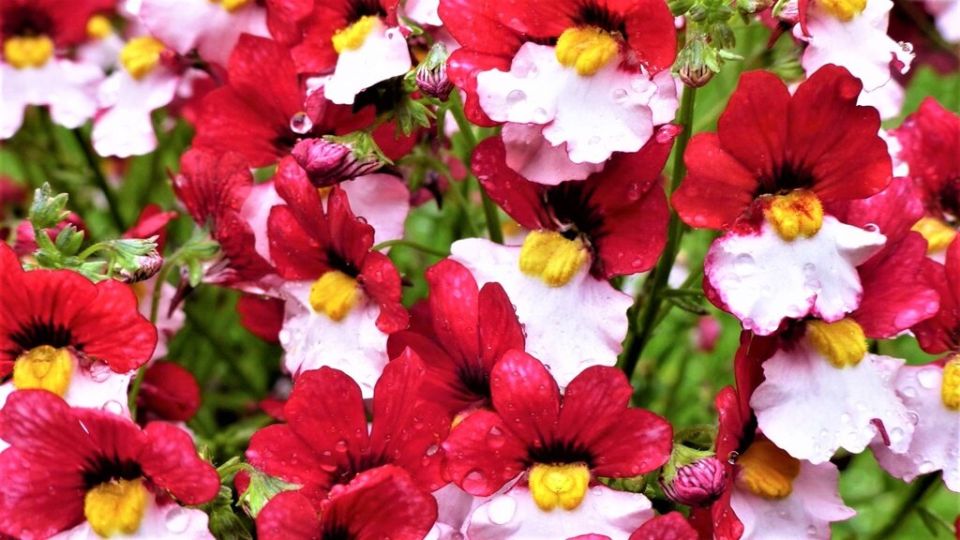 Немезия: яркий акцент вашего сада до первых заморозков