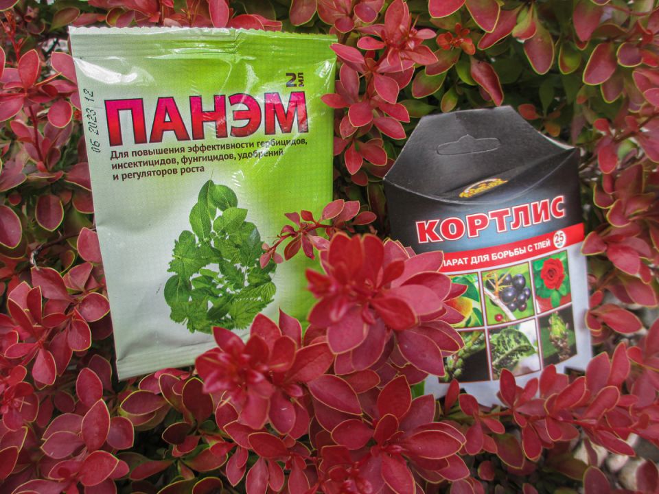 Эффективные решения против тли в саду