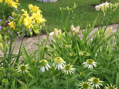 Эхинацея: королева современных цветников