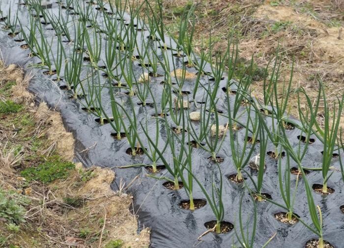 8 креативных способов применения черного пластика в садоводстве