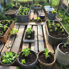 Умные грядки: как создать идеальный огород из подручных материалов