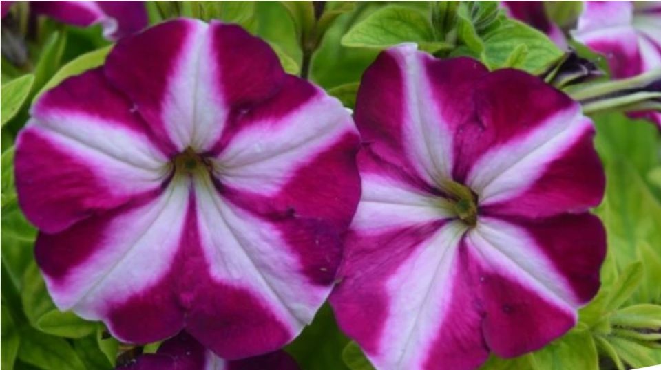 Петунии: цветочные красавицы вашего сада – ампельные, махровые и не только