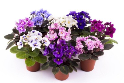 Секреты зимовки фиалок: как добиться пышного цветения в холодное время года