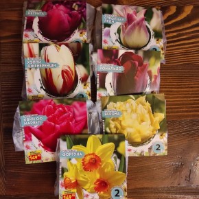 Поздняя посадка тюльпанов: как защитить луковицы от вредителей