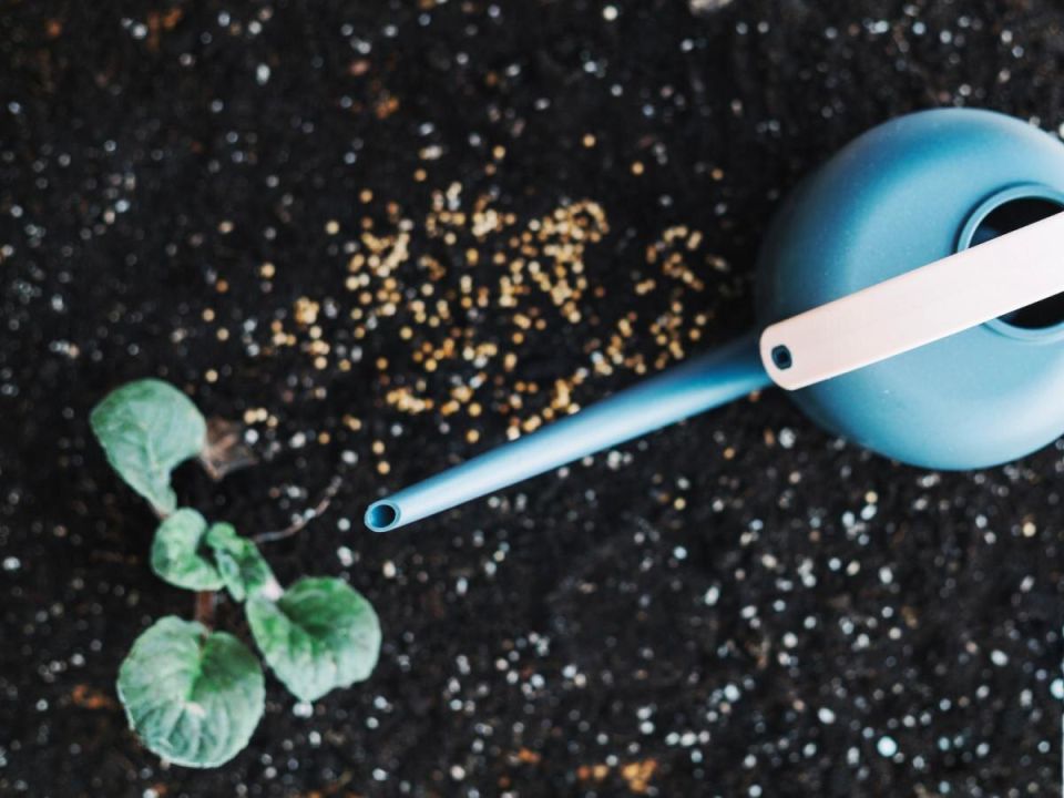 Как осенние подкормки могут изменить судьбу вашего урожая