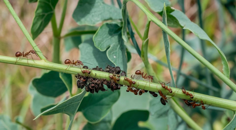 Натуральные методы борьбы с тлей: китайские секреты для успешного огорода