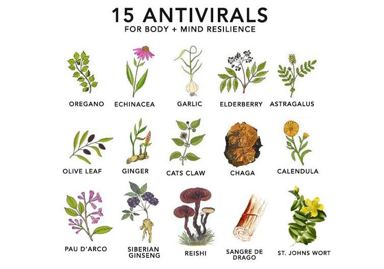 Очевидные, но недооцененные: пять растений с мощными противовирусными свойствами