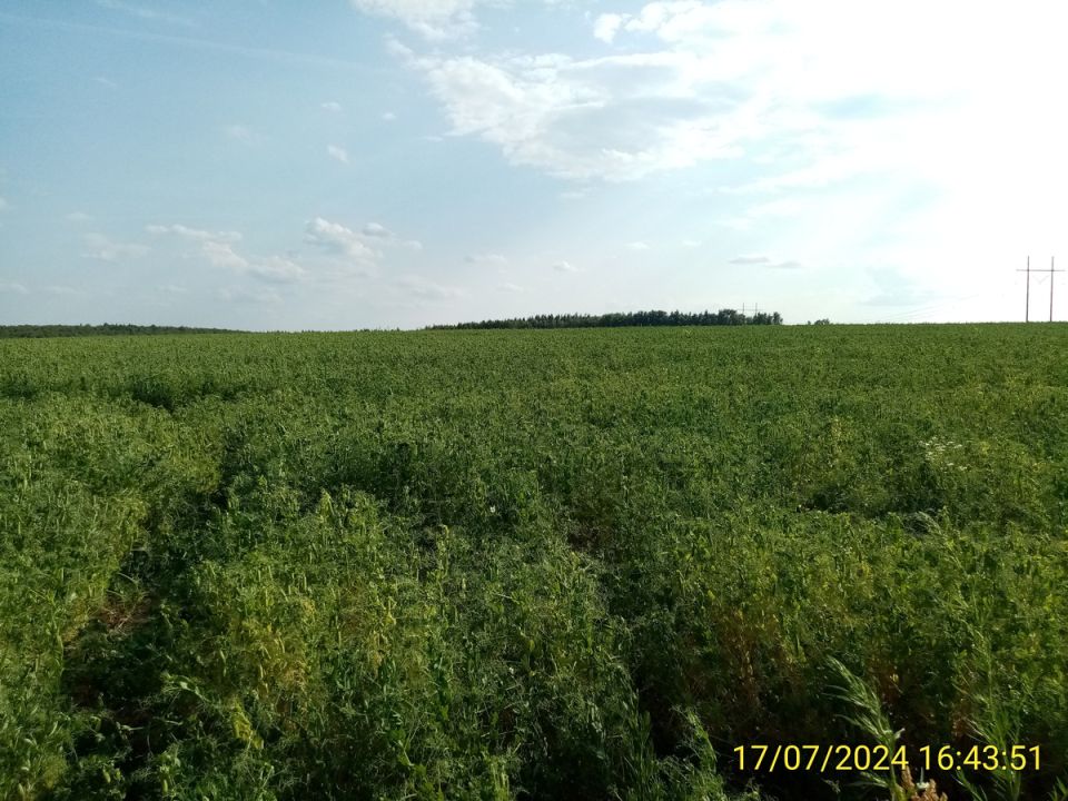 Как сидераты могут преобразить ваш огород без дополнительных затрат