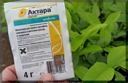 Как защитить свою рассаду от самых коварных вредителей