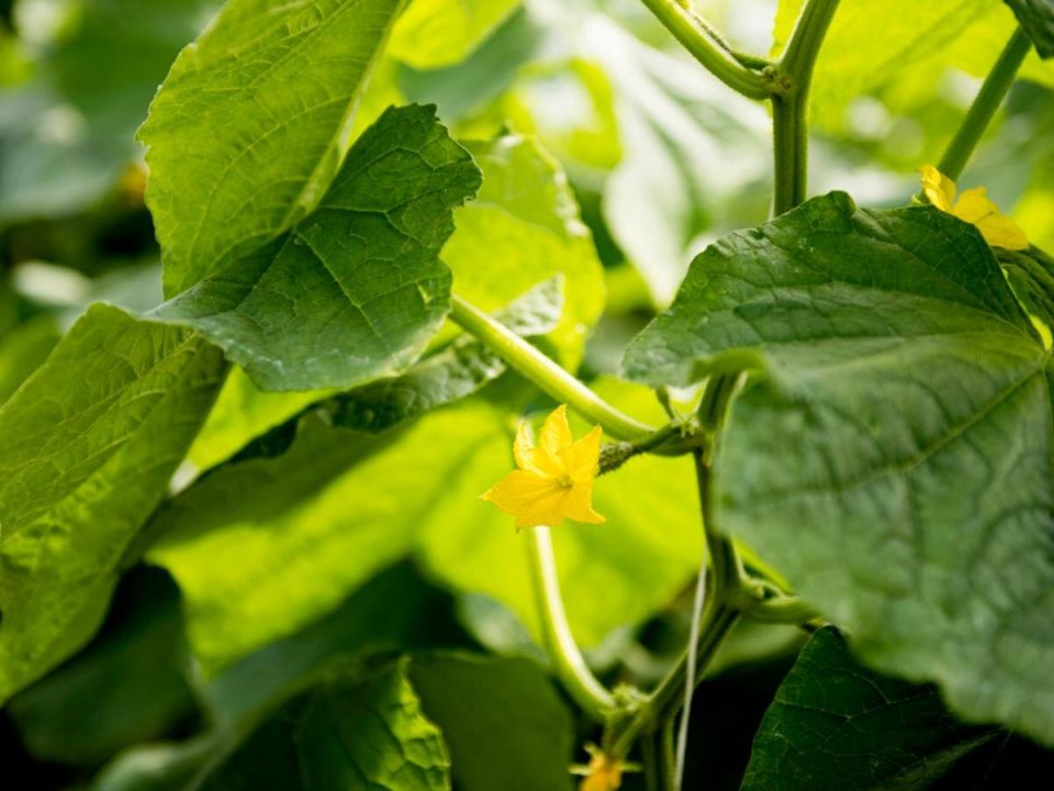 Соседство на огороде: какие растения не уживаются друг с другом