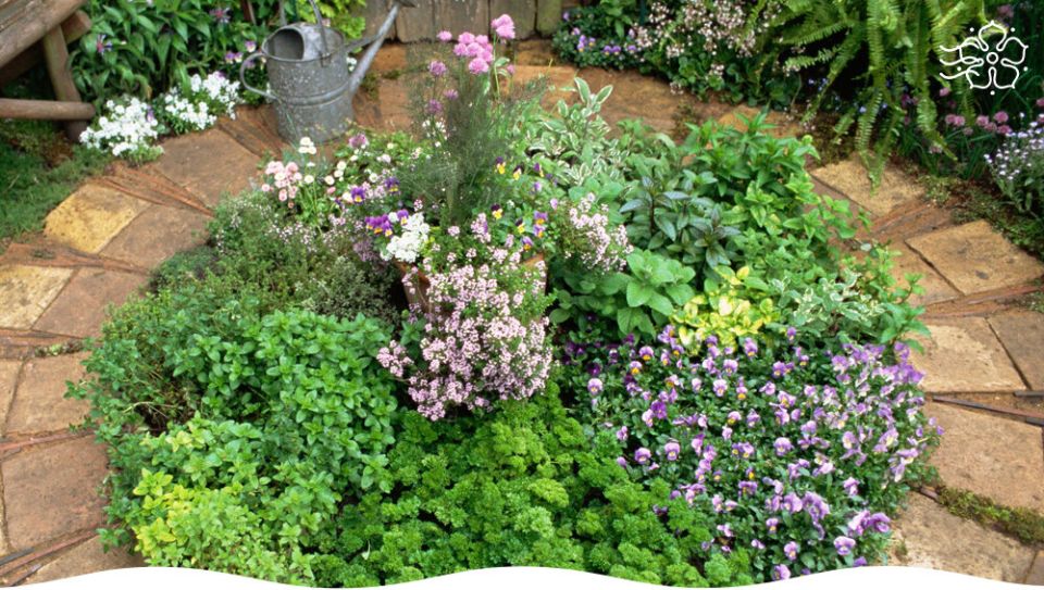 Лекарственные растения на вашем участке: как создать зеленую аптечку