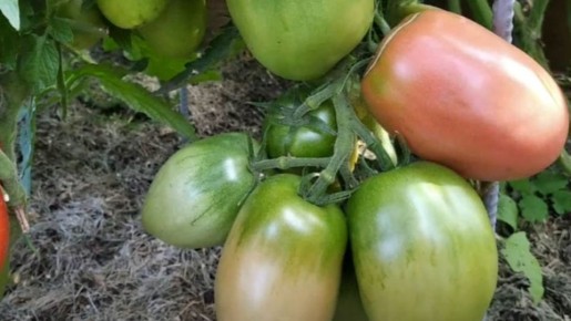 Лучшие суперурожайные сорта томатов для сибирских садоводов