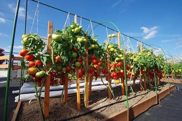 Томат Софа: высокие урожаи и непревзойденный вкус – секреты успешного выращивания