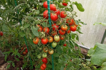 Коктейльные томаты: что стоит знать о мини-помидорах?