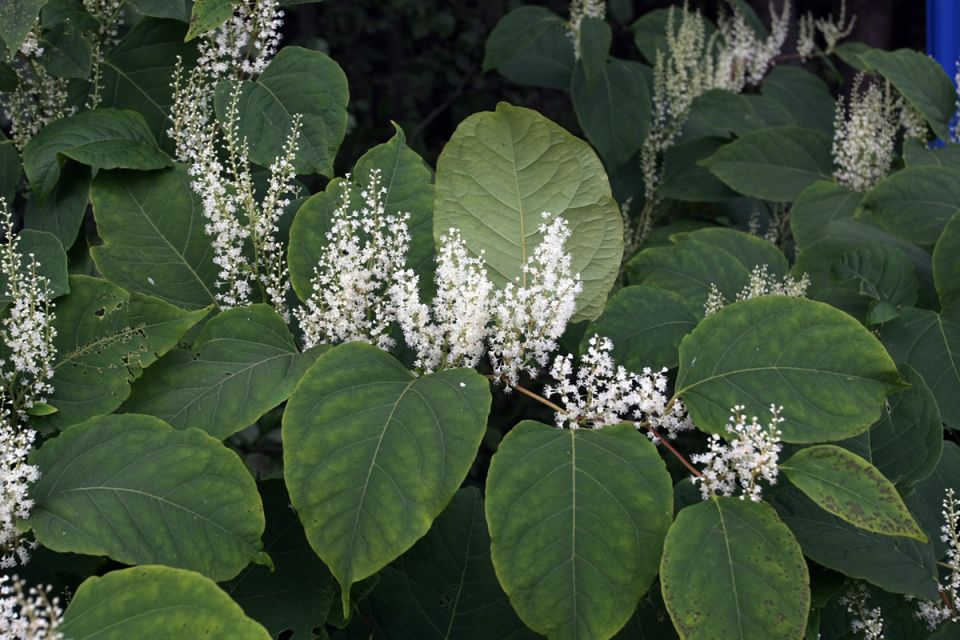 Новый сорняк-убийца: как рейнутрия богемская угрожает нашим дачам