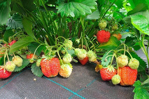 Клубника Зефир: секреты раннего урожая и неподражаемого вкуса