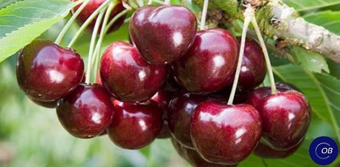 Что выбрать для своего сада: вишни или черешни?