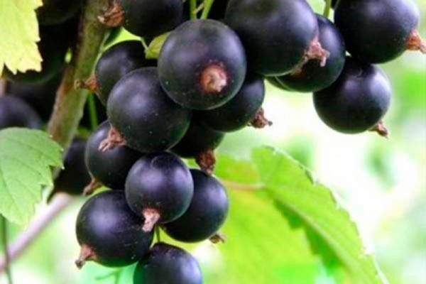 Смородина Венера: всё, что нужно знать о культуре с большим потенциалом