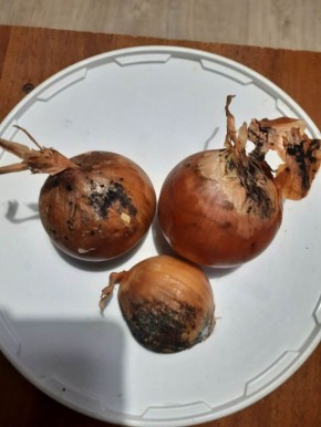 Как защитить лук от черной плесени: советы для садоводов