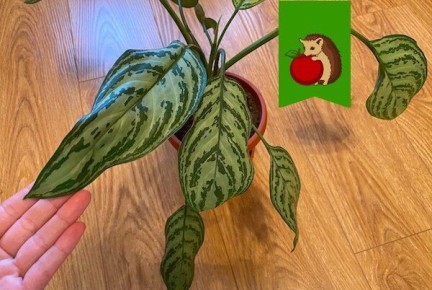 Почему аглаонема – отличное добавление в ваш дом