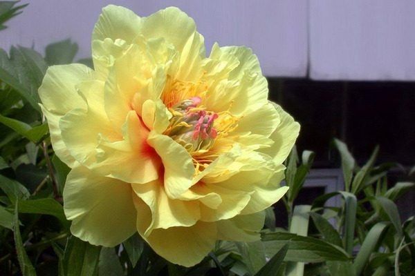 Пион Гарден Треже: как добиться идеального цветения и размножения