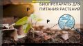 Как биопрепараты могут трансформировать ваш огород: основные вопросы и ответы
