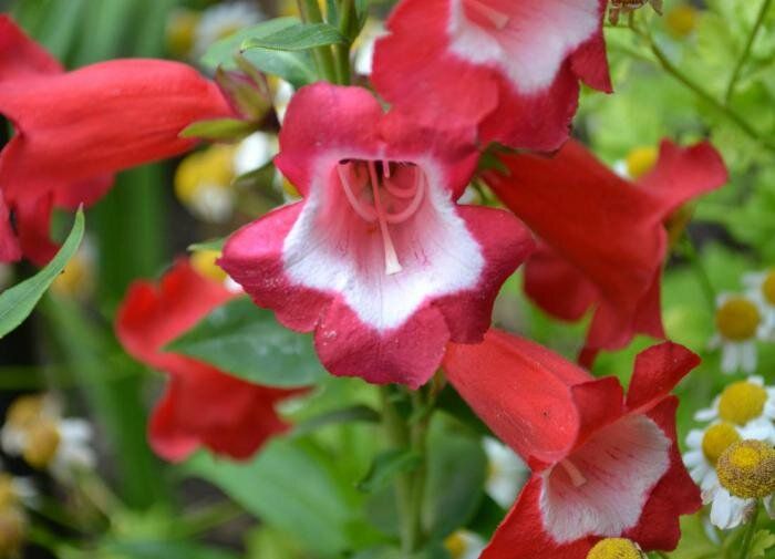 Когда весна приходит на дачу