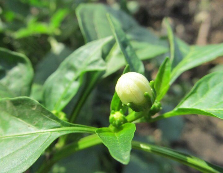 Осторожно, цветы: как правильно ухаживать за перцем перед высадкой в землю