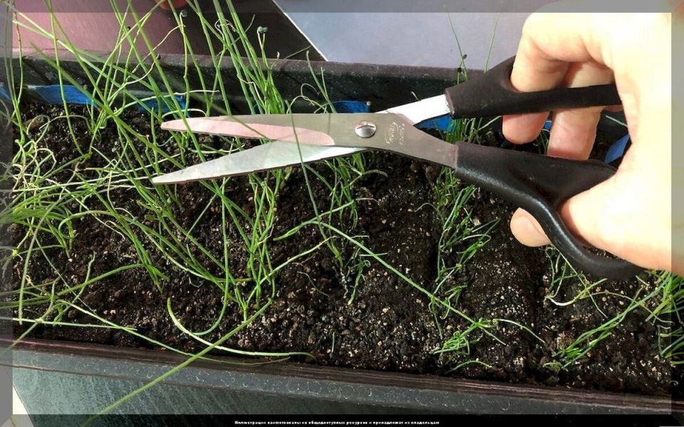 10 советов по успешному развитию рассады: как избежать распространённых ошибок