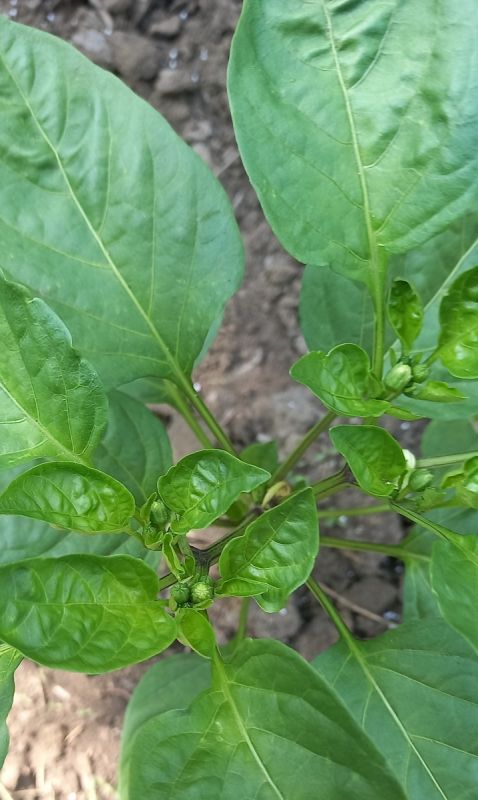 Как правильно формировать перец в 2025 году: советы для успешного урожая