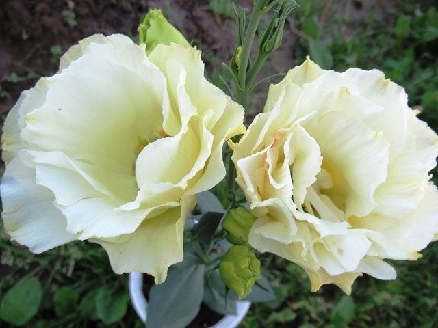 Как добиться цветения эустомы: секреты успешного выращивания ирландской розы