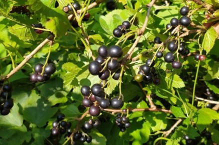 Как выбрать идеальную черную смородину для вашего сада: рейтинг лучших сортов