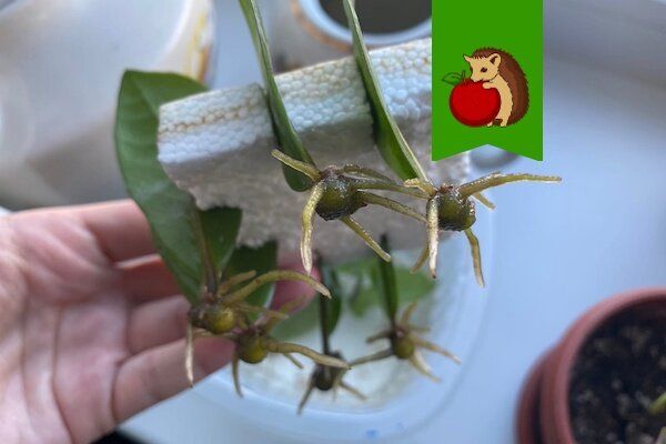 Умное укоренение: как пенопласт поможет вырастить идеальные растения