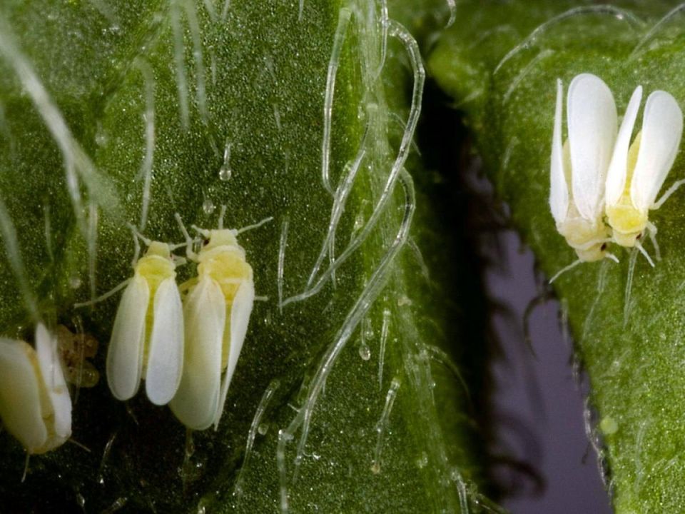 Как сухой воздух в квартире способствует распространению вредителей на овощах