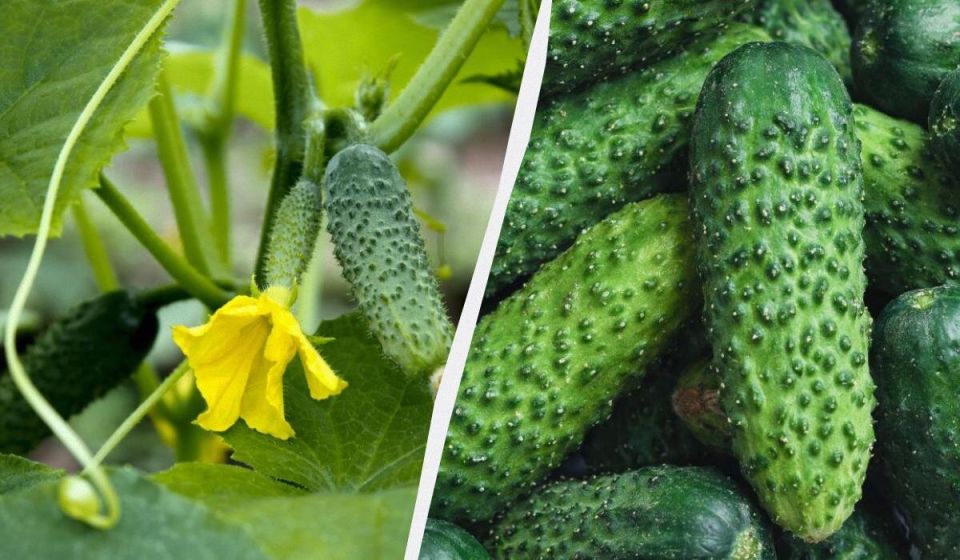 Секреты успешного огородника: топ-7 сортов огурцов для вашего участка