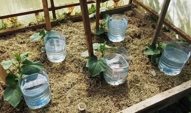 Капельный полив: доступные решения для вашего участка