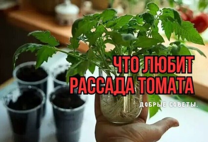 Как вырастить идеальные томаты: советы по уходу за рассадой и предотвращению болезней