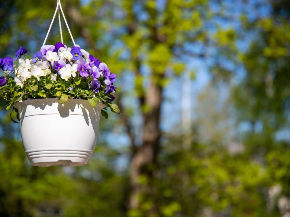 Цветы в саду: как они помогают увеличить урожай и красоту ландшафта