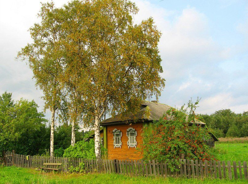 Береза: стоит ли сажать это дерево рядом с домом?