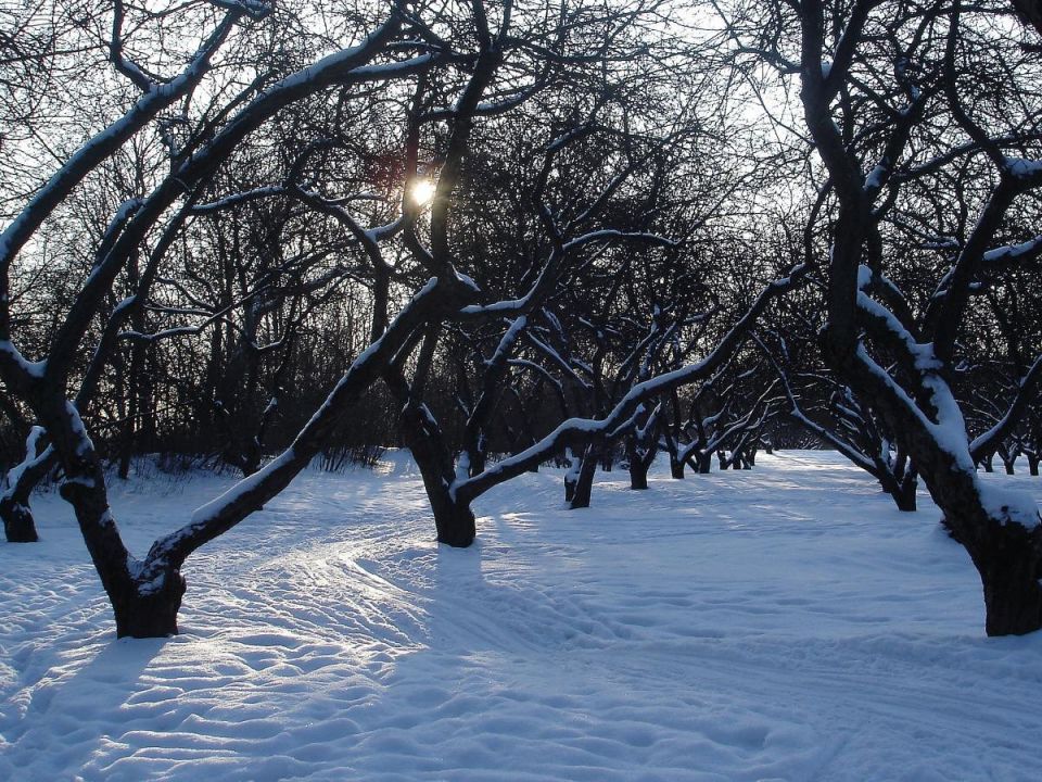 Что делать с снегом вокруг деревьев: утаптывать или не трогать?