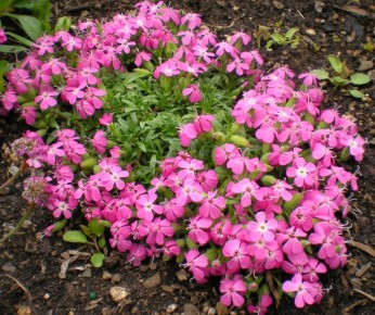 Смолевка: надежный защитник вашего сада