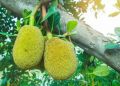 В Индии найден джекфрут весом рекордные 51,7 кг