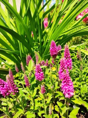 Пять великолепных многолетников с вертикальными соцветиями для вашего сада