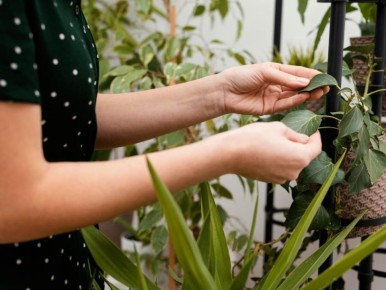 Как спасти комнатные растения после поломки: поэтапное руководство для садоводов